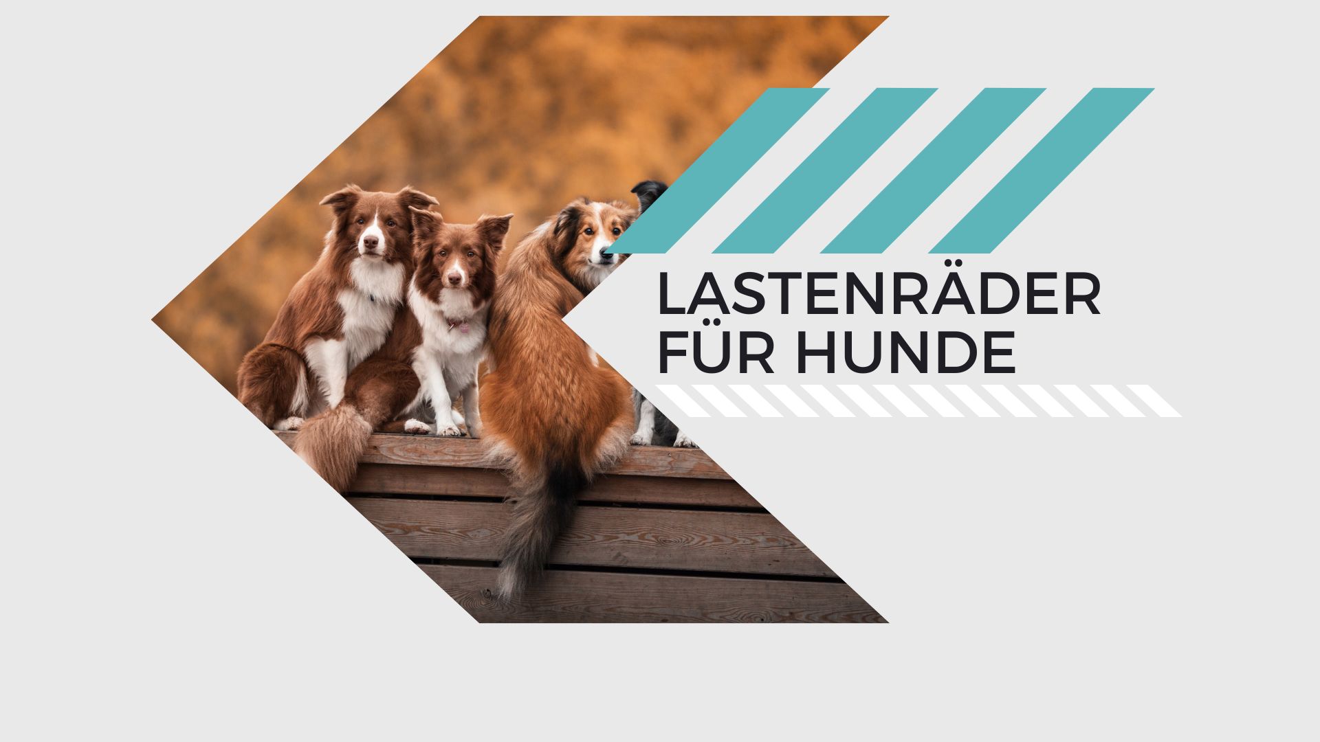 Lastenräder für Hunde Banner